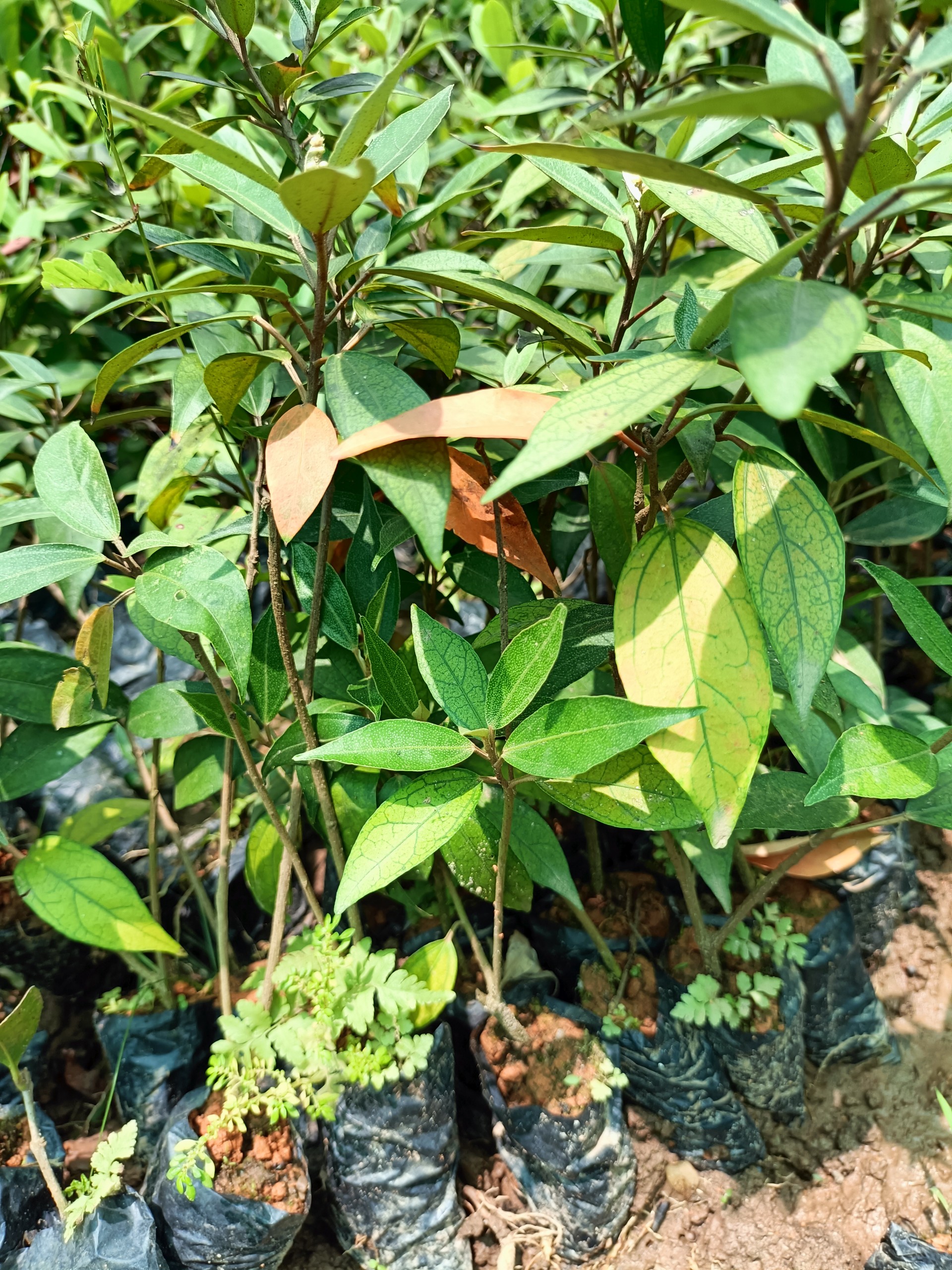 Combo 3 cây giống khổ sâm