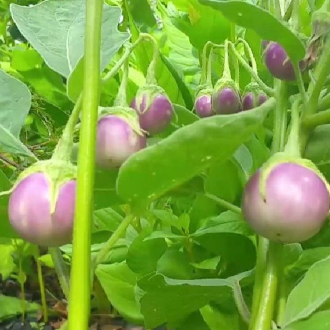 Hạt giống cà pháo tím siêu trái -gói 0,2 gram