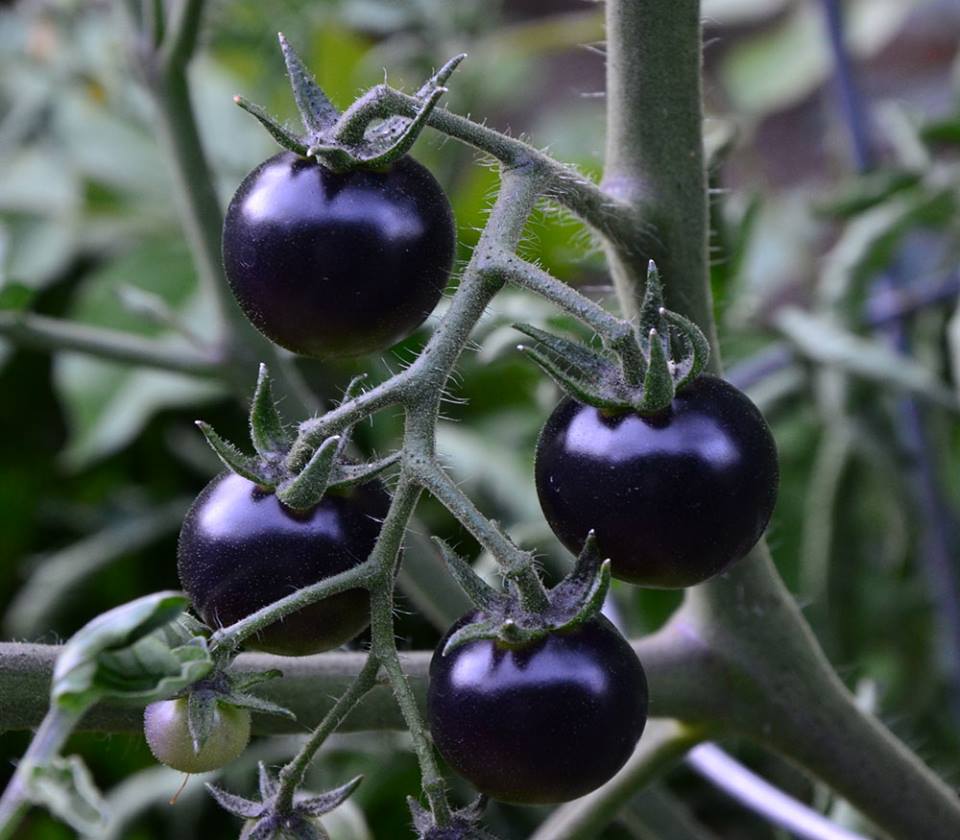 American Black Tomato Seeds 10 Seeds/Pack (Free Stimulation Package to Support Seed Germination)