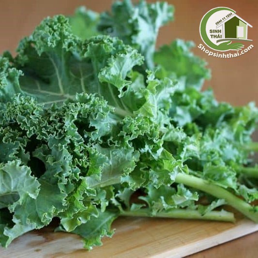 [HCM]Hạt giống cải xoăn Kale