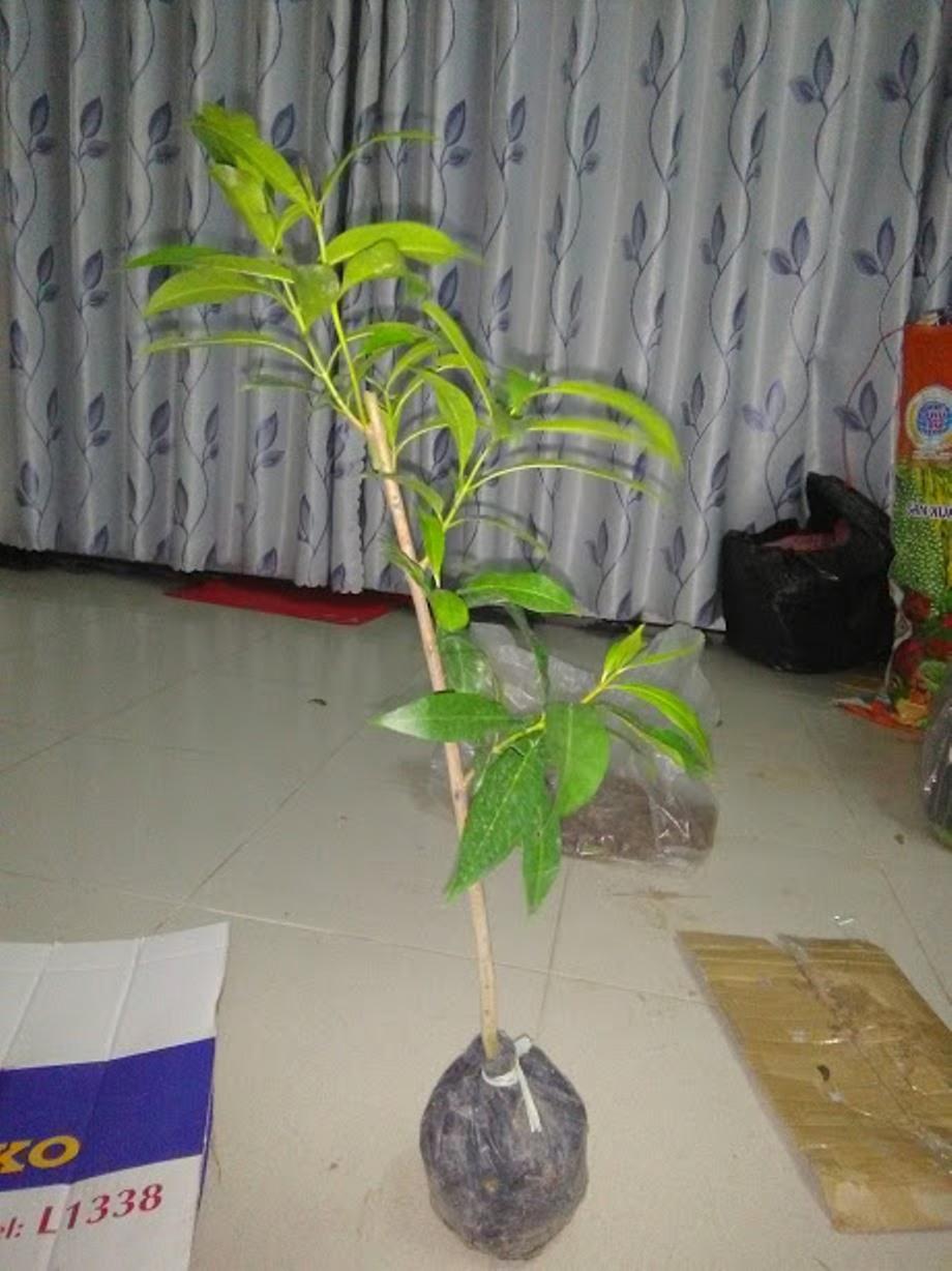 Combo 2 Cây vối nếp - chiều cao 0.6m