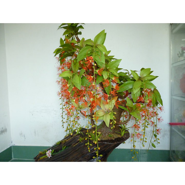 CÂY GIỐNG CÂY LỘC VỪNG