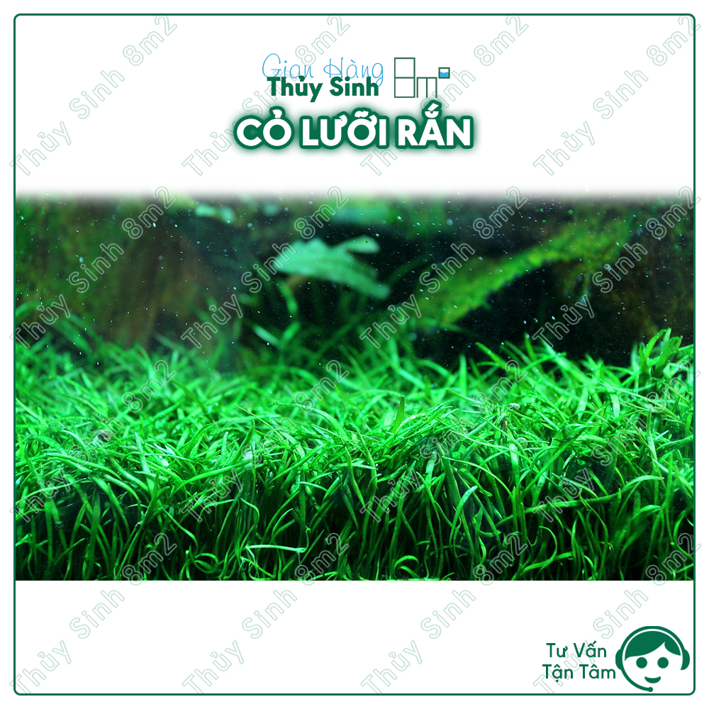 Chậu cỏ lưỡi rắn | cây huệ nước thủy sinh trải thảm tiền cảnh | 8m2