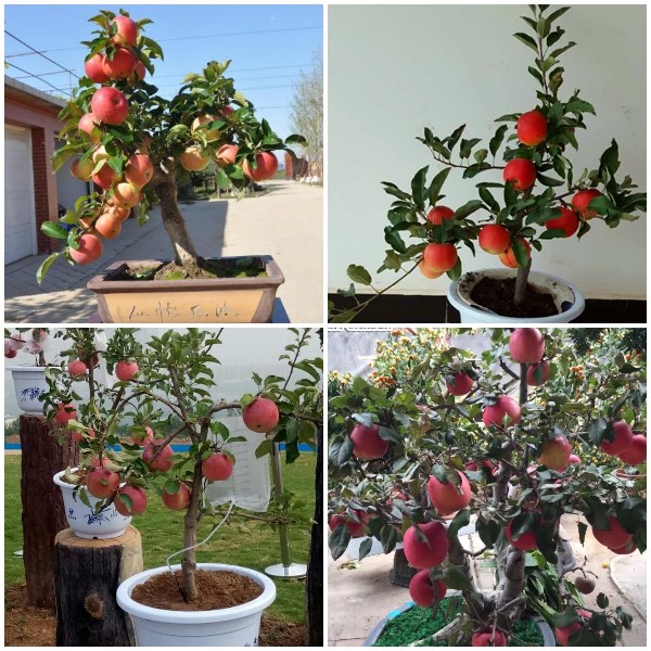 CÂY GIỐNG TÁO ĐỎ LÙN BONSAI