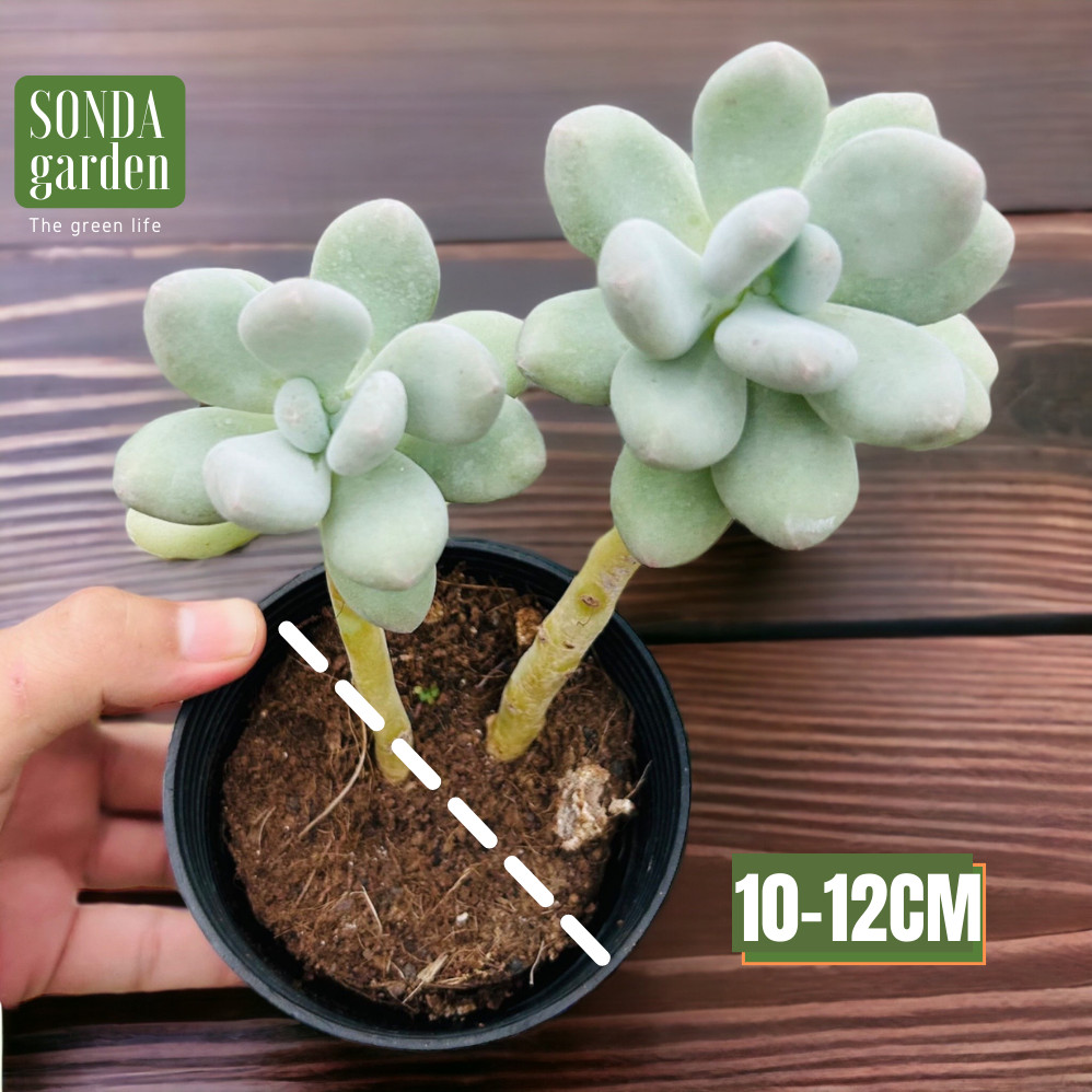 Sen đá sỏi trắng cổ thụ size trung bình siêu khỏe đẹp lỗi 1 đổi 1