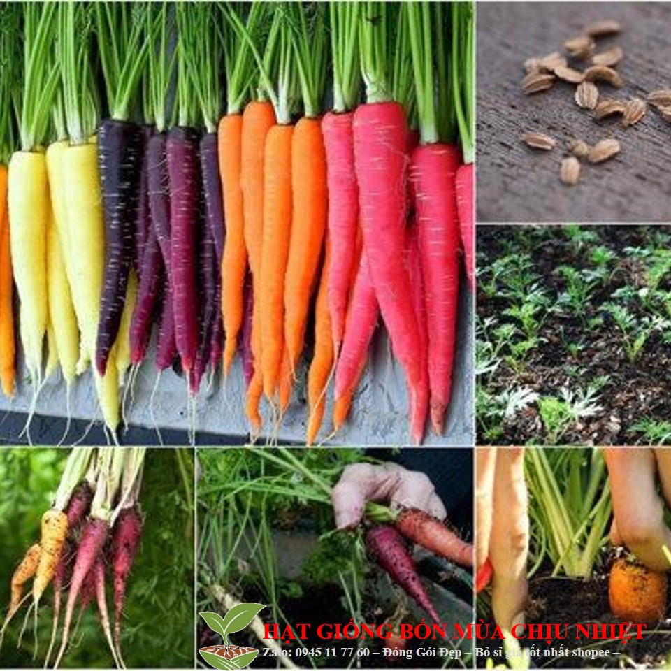 MA147 Gói 50 Hạt giống cà rốt 7 màu sắc Tách gói 50h trồng thùng xốp