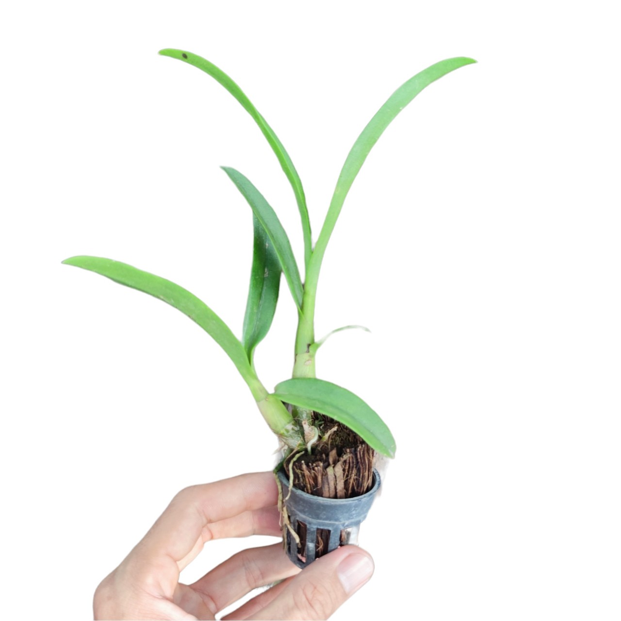 Lan giống Dendro Pensoda cây con từ 10 đến 15cm