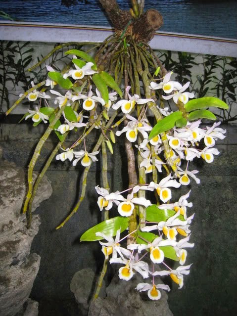 lan rừng hoàng phi hạc