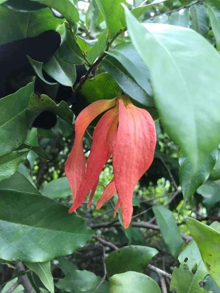 Cây giống Hoa Dẻ