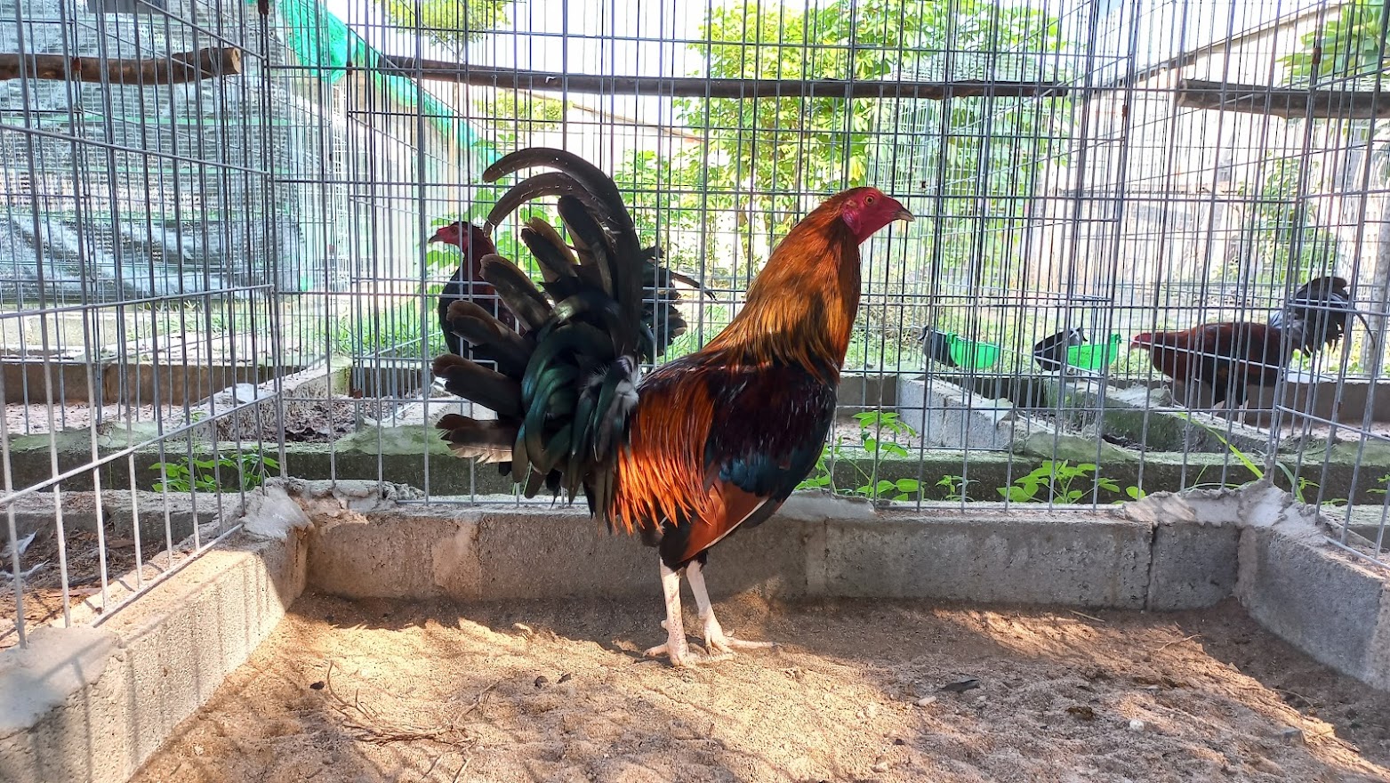 10 Trứng Gà Nòi Mỹ