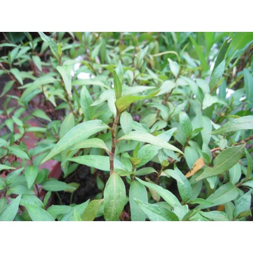 CHẬU CÂY RAU RĂM,CHẬU CÂY RAU RĂM - NCCGCRR