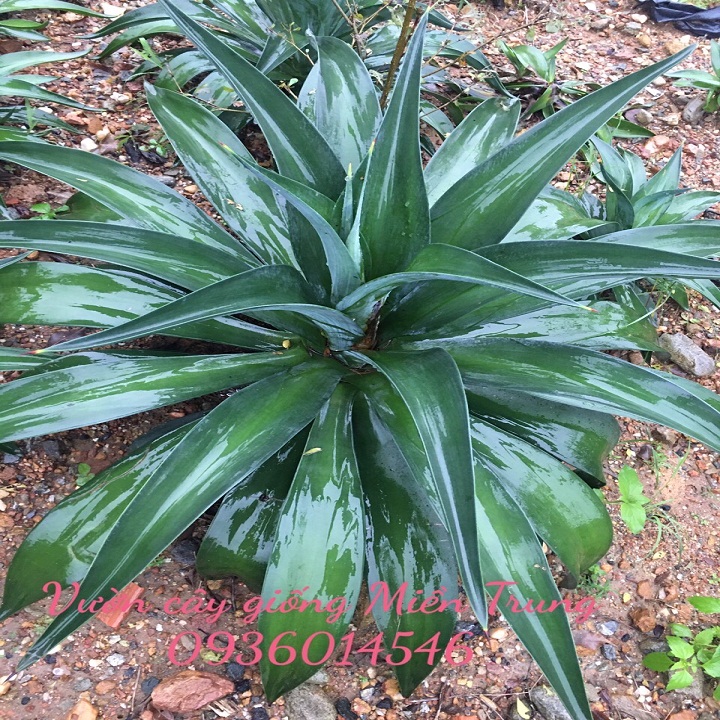 Cây Dứa Nam Mỹ- Dứa cảnh size lớn 80cm