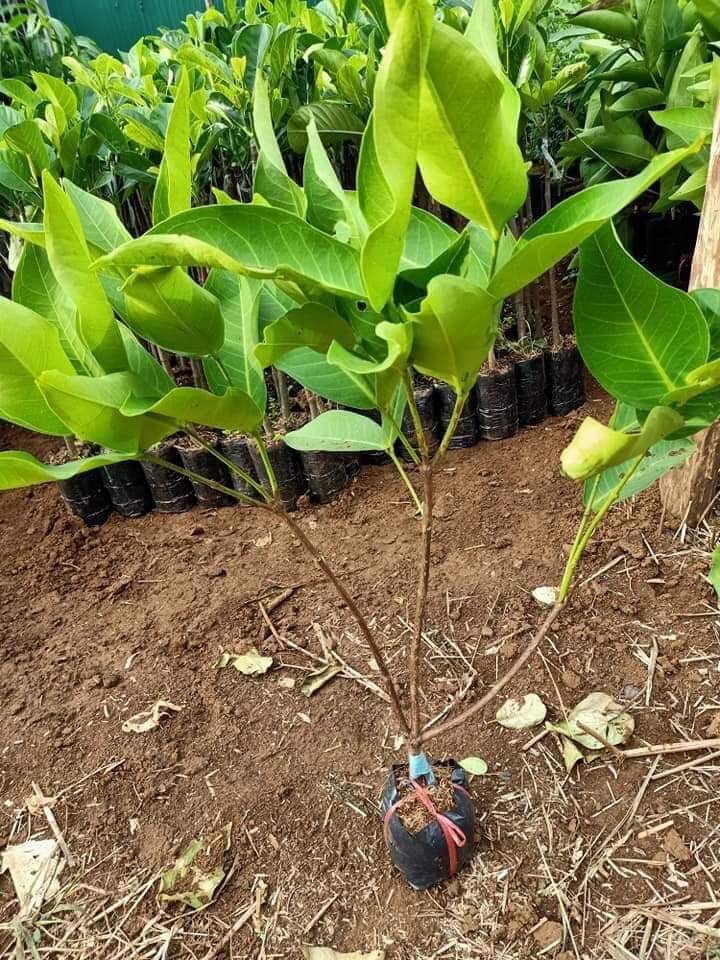 Cây giống Mận Trắng Sữa