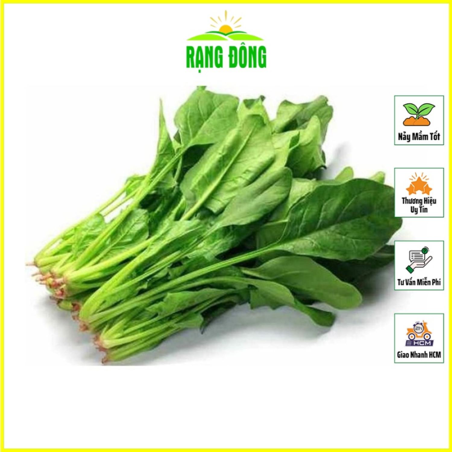 Hạt giống cải bó xôi dễ chăm sóc, trồng được quanh năm - hạt giống rạng đông