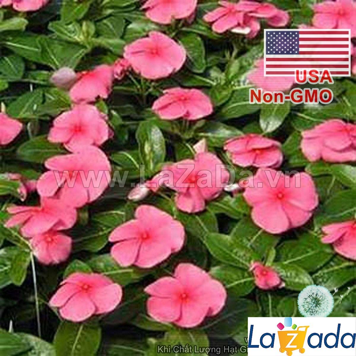 50h Hạt Giống Hoa Dừa Cạn Lùn Hồng (C2.302| -KD: B6*V24*M003)