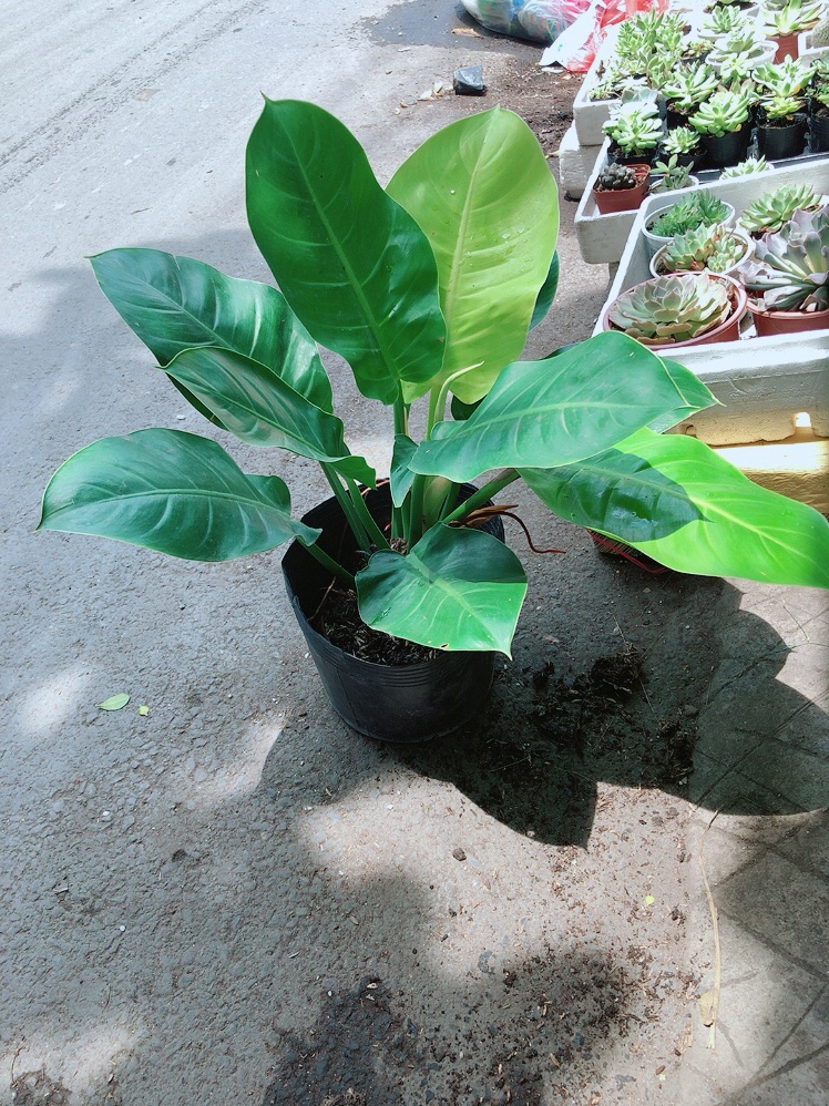 Trầu Bà Đế Vương Vàng