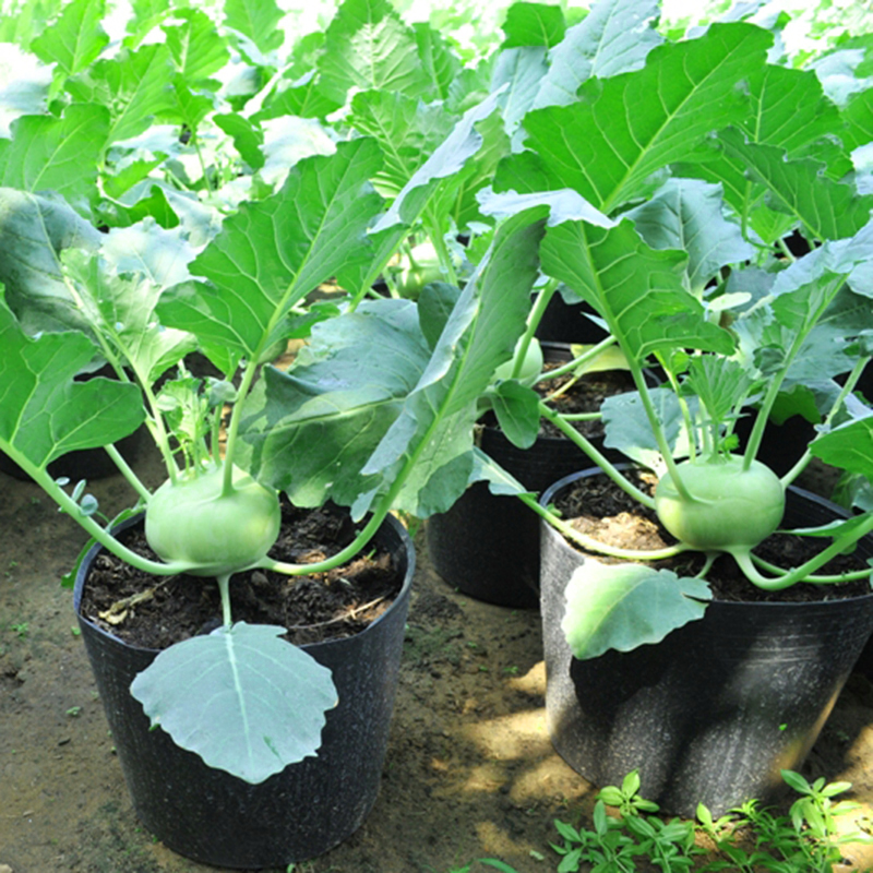 Hạt giống su hào gói 2g