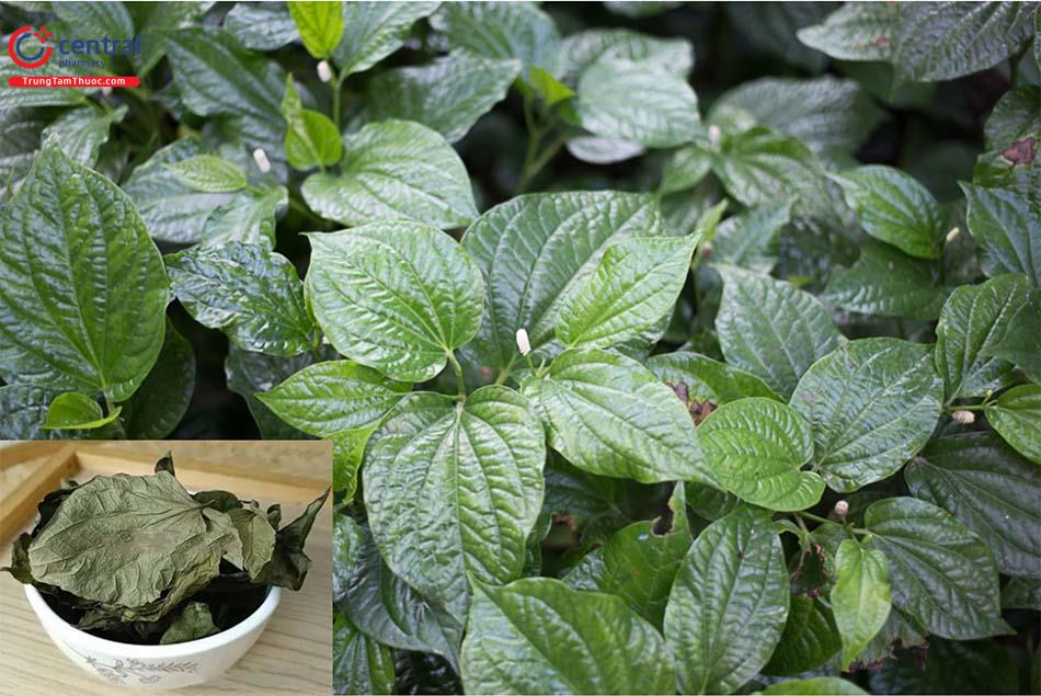 Hạt giống cây lá lốt -  10 hạt