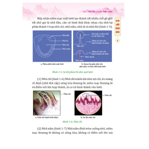 Sách - Đông y thiệt chuẩn - tái bản
