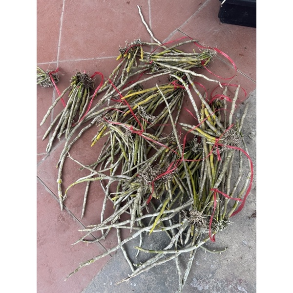 LAN NGỌC THẠCH BA MÀU ĐANG MÙA RA HOA