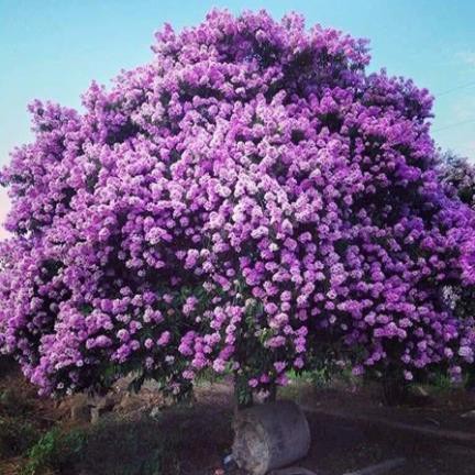 Cây giống bằng lăng tím