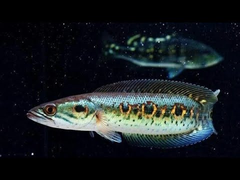 Fishton Water Treatment Microorganisms Quickly Clean Water and Eliminate Fishy Odors from Channa, Dragonfish, and Red Snapper.
