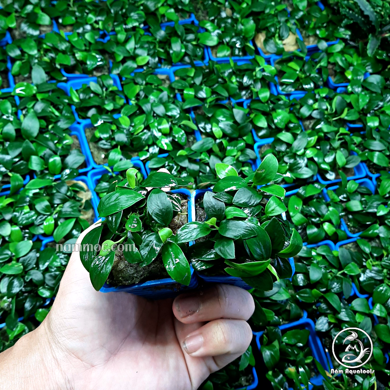 Cây Ráy Nana (Ráy lá nhỏ) - Cây ráy thuỷ sinh