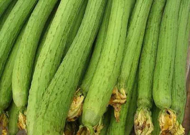 5 Hạt Giống Mướp Hương Trái Dài