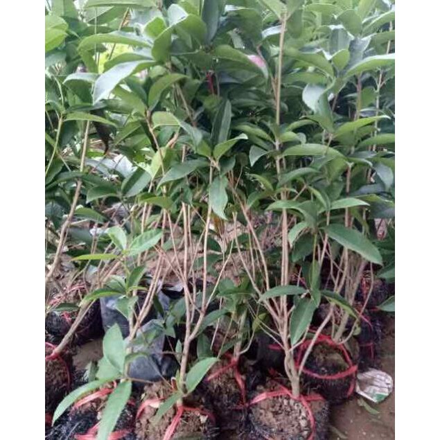 [FREESHIP - Xả Khô Máu] cây hoa mộc hương ta cao 50cm