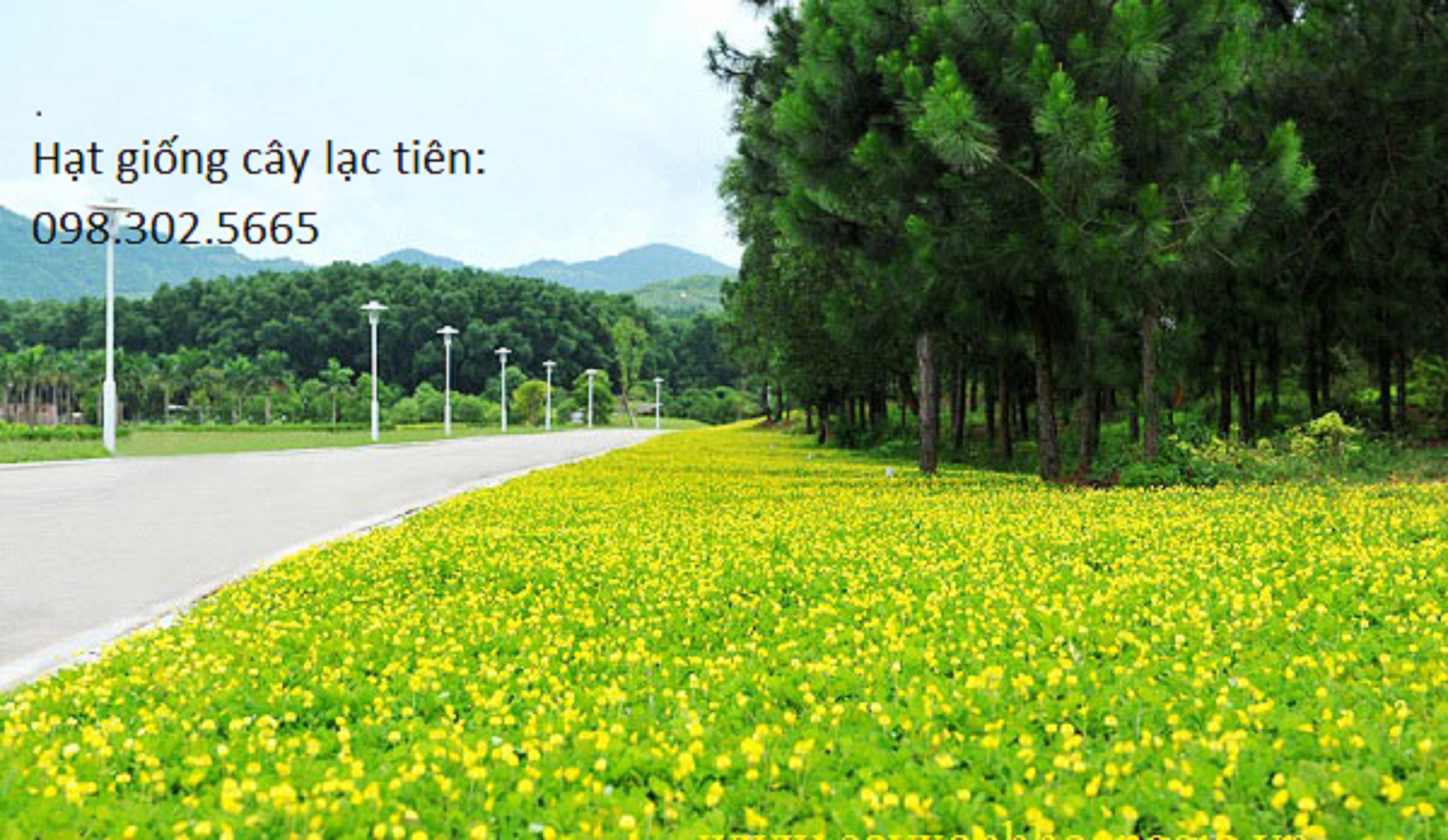 200 hạt giống cây lạc tiên - cỏ thảm