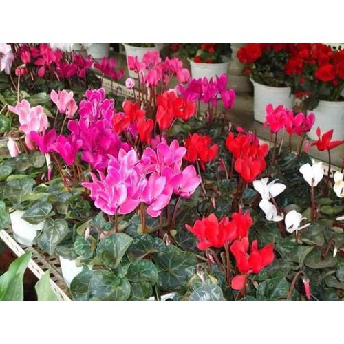 Phân bón lá Terra Sorb 4 Root siêu ra rễ chai 100ml