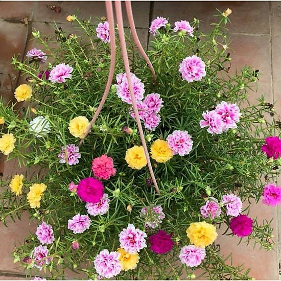 Hạt giống Hoa Mười Giờ Mix
