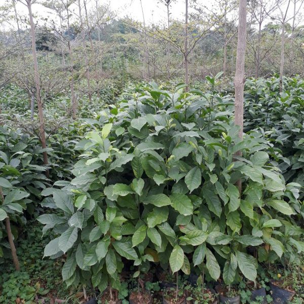 CÂY GIỐNG CÂY DỔI XANH