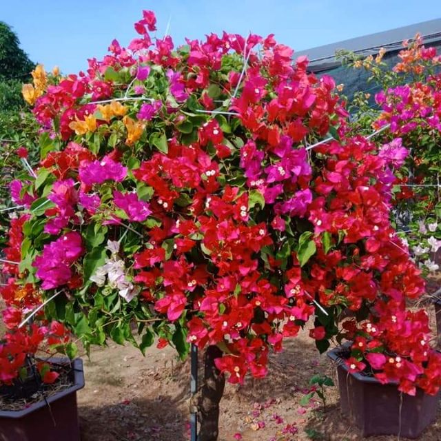Hạt giống hoa giấy ngũ sắc