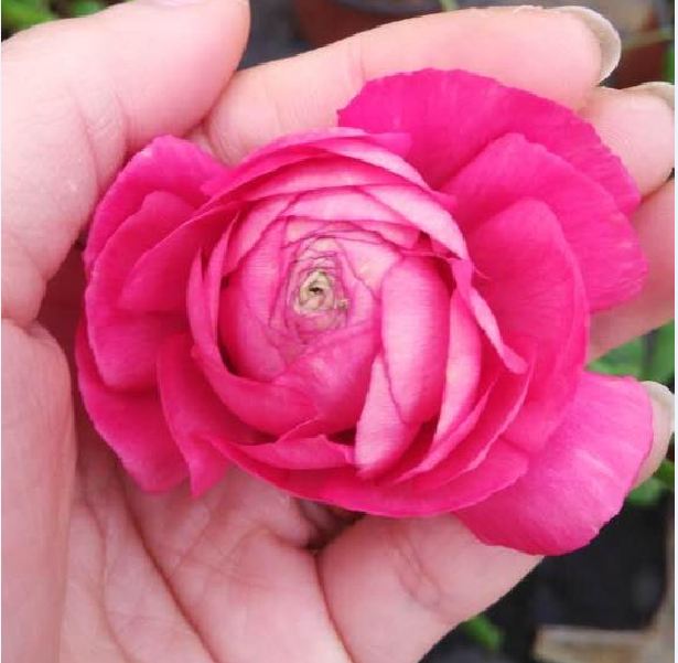 Củ hoa hồng mao lương màu hồng ( 1 củ tặng kèm viên nén ươm củ )