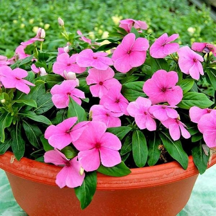Hạt Giống Hoa dừa cạn hồng RD 822 (0.03g)