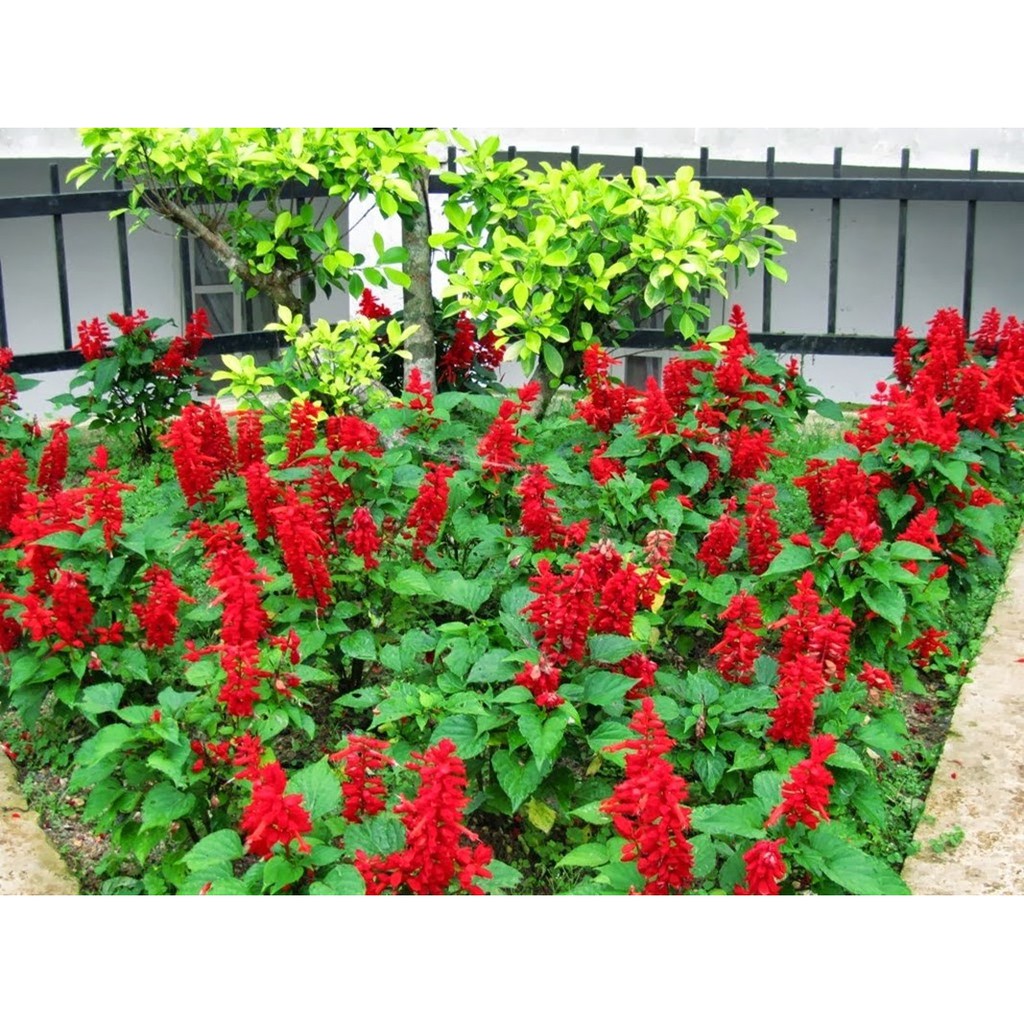 Hạt Hoa Xác Pháo Đỏ - Gói 0,5 Gram