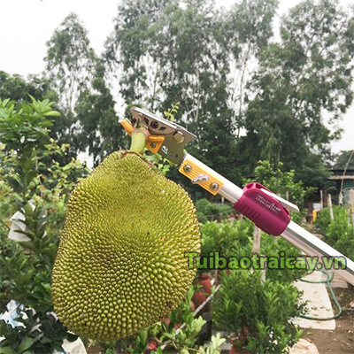 Kéo hái hoa quả kết hợp cưa cành trên cao 4m