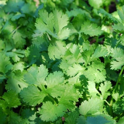 Hạt giống rau Ngò rí (20gram/bịch)
