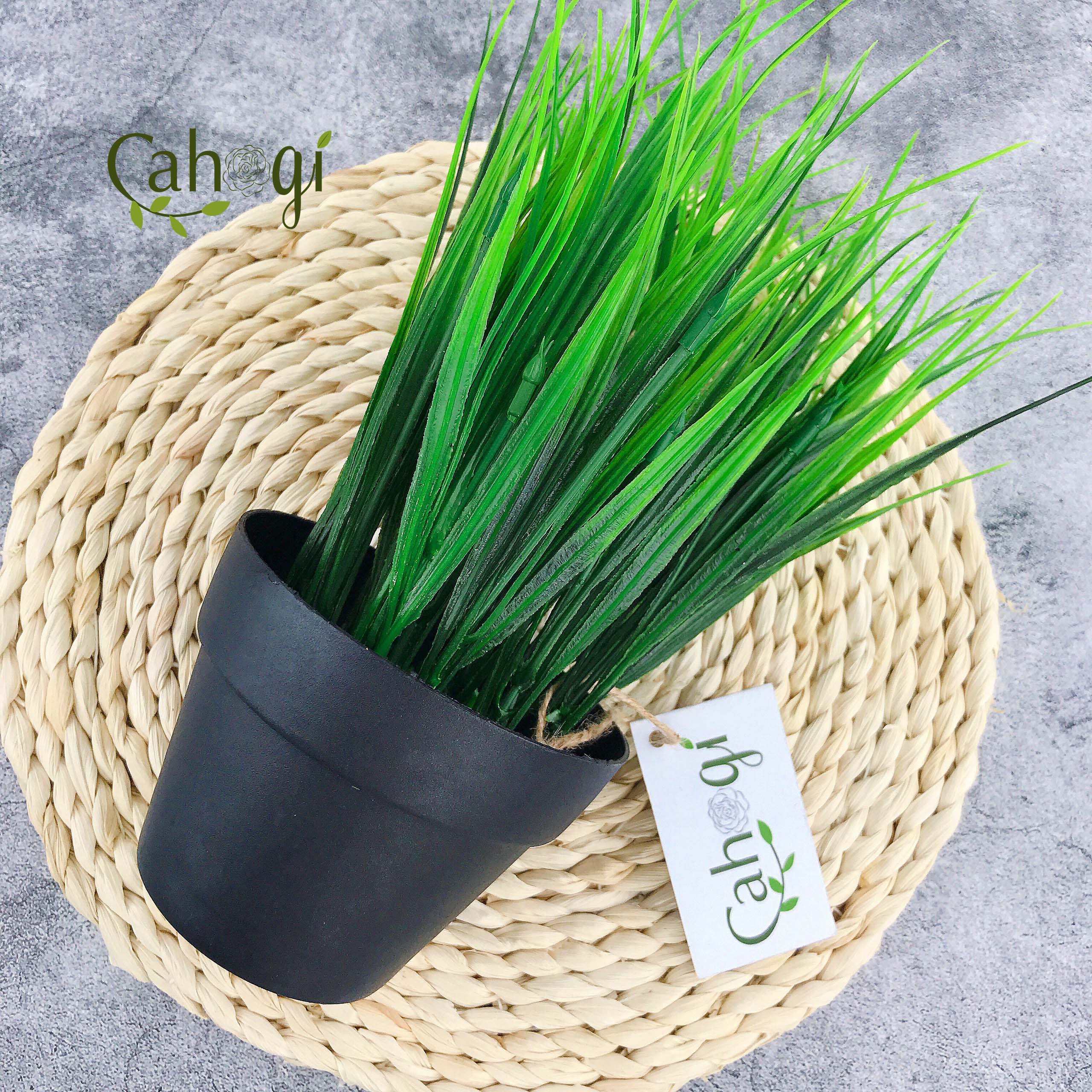 Chậu Cây Giả Chậu Lúa Mạ Non Cắm Sẵn