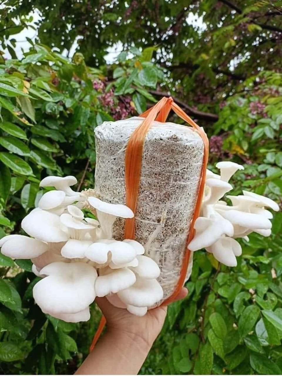 Phôi nấm Sò thái (1 kiện 14 bịch)