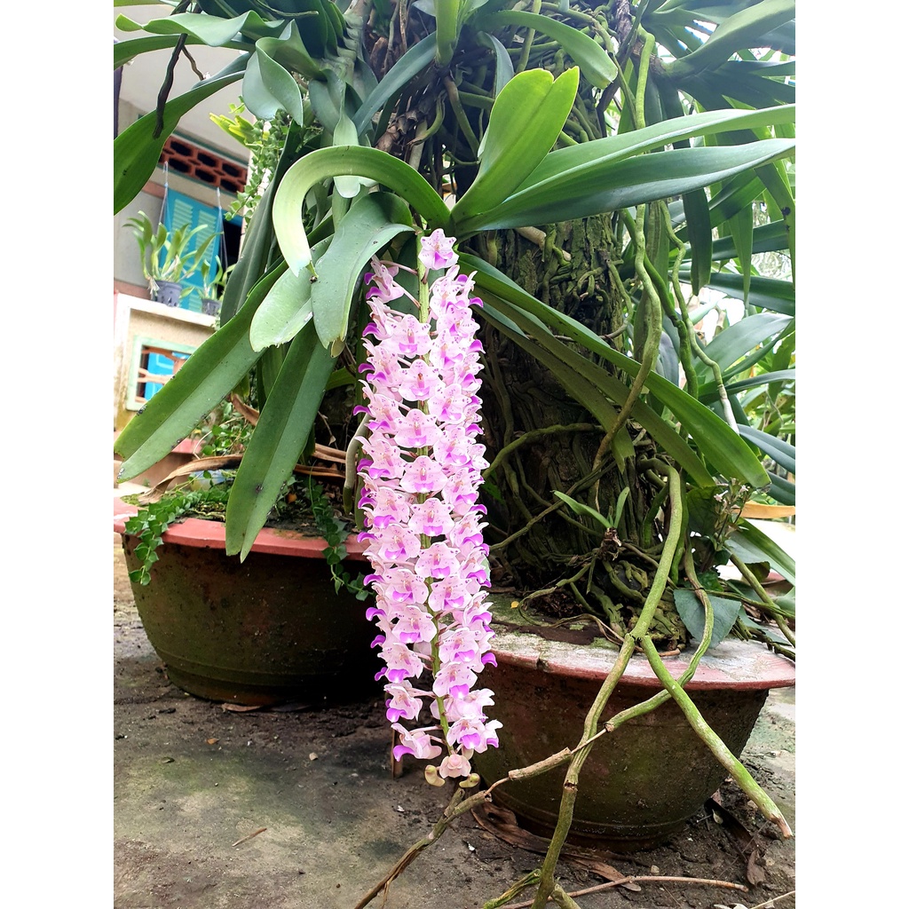 Lan Đuôi Cáo/Chồn - Hoa Thơm Phức Cả Vườn
