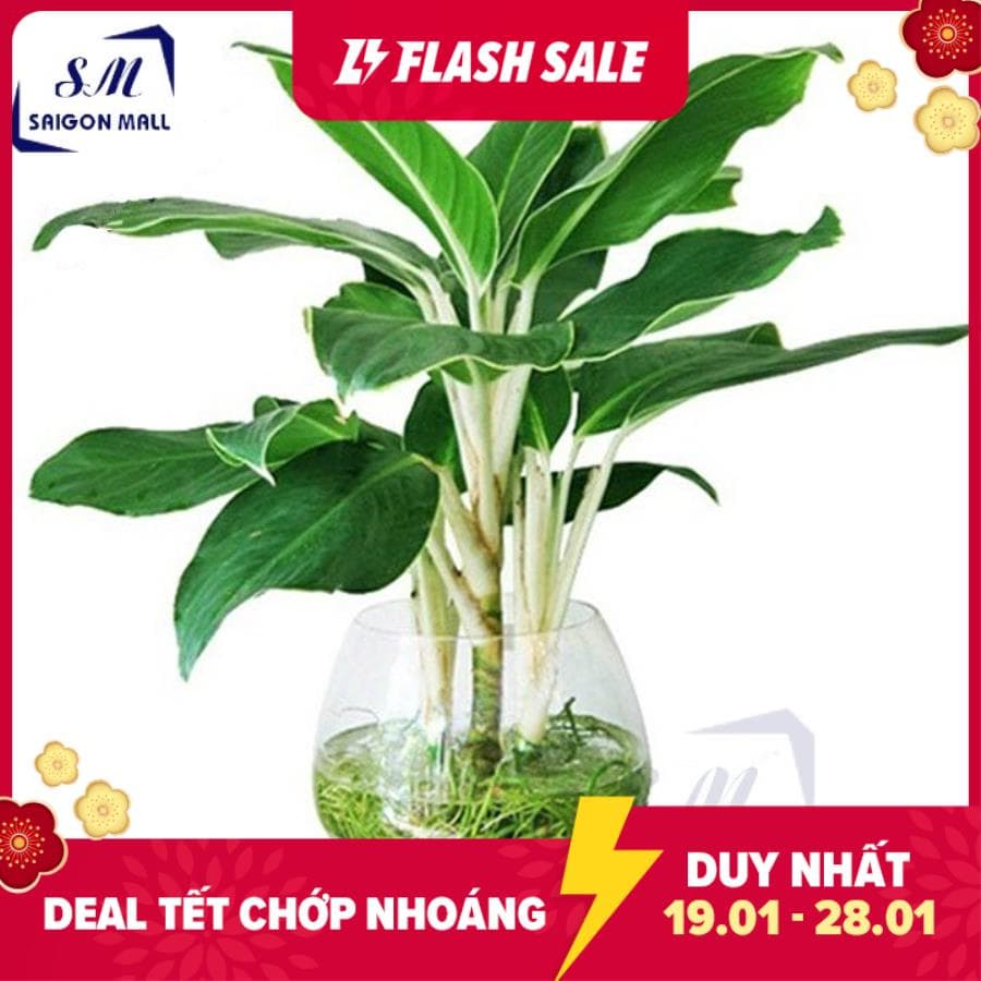 [HCM]Chậu trồng cây thủy canh chậu có chân lớn chậu thủy tinh lớn HCLC2 đường kính 20 cm cao 21 cm  hồ nuôi cá Chậu Câu thủy tinh TẶNG KÈM SỎI