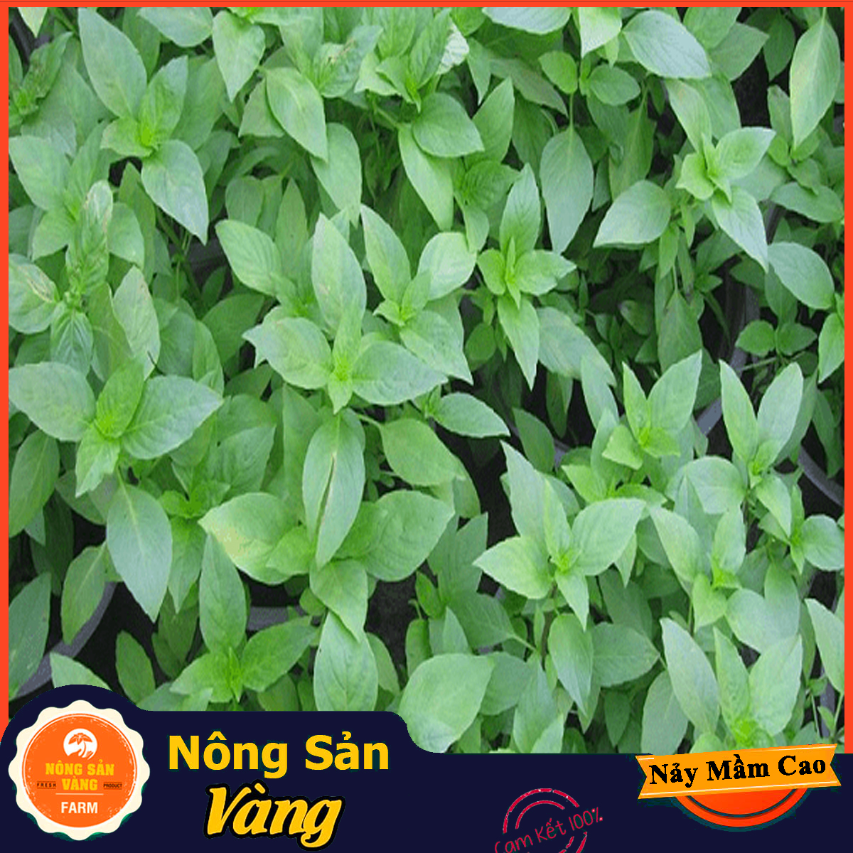 Easy Care cinnamon vegetable seeds, easy to grow, grow well, single year edible (5 gram pack)-yellow agricultural products