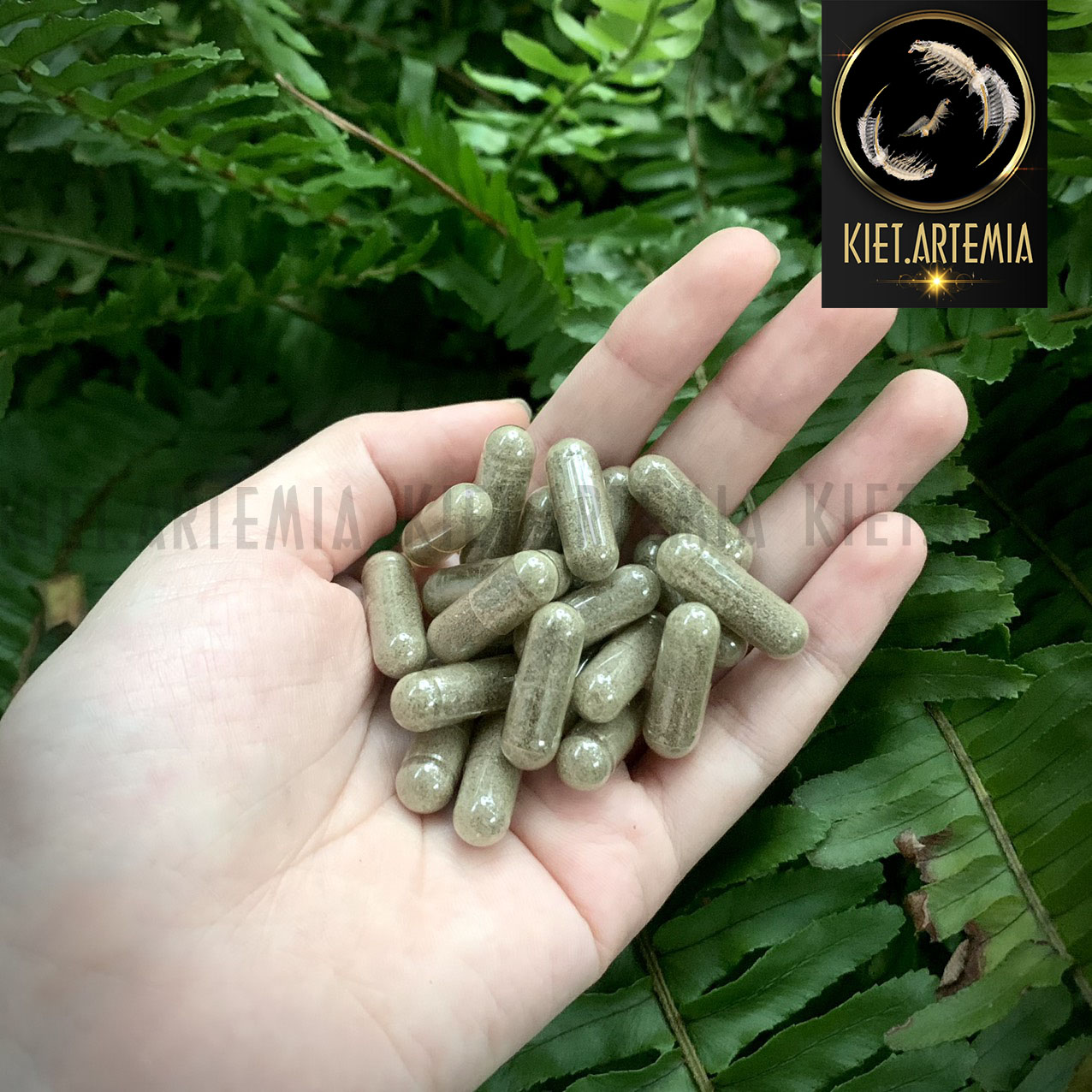 Artemia Nước Ngọt - Tỉ Lệ Nở Cao