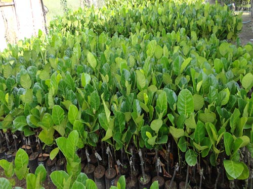 CÂY GIỐNG MÍT TỐ NỮ GHÉP. [ Bầu to, sinh trưởng tốt cho trái sớm ]