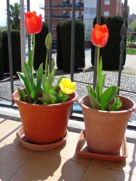 Combo 5màu củ hoa TuLip (5 mầu ngẫu nhiên)