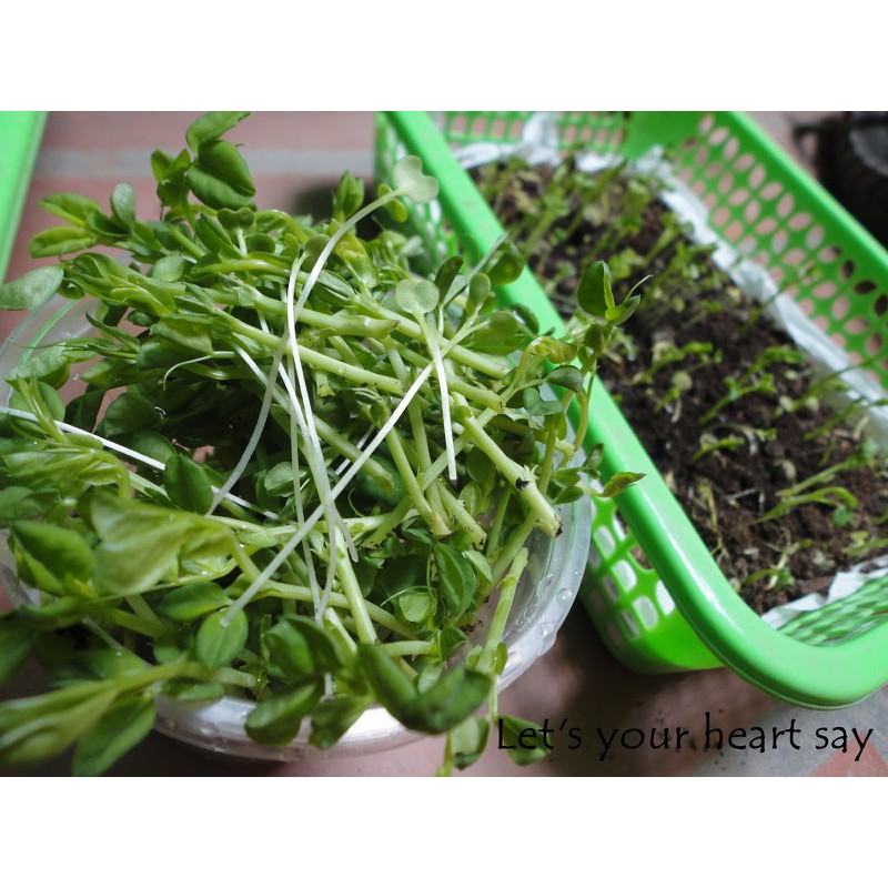 HẠT GIỐNG RAU MẦM ĐẬU HÀ LAN 50 GRAM