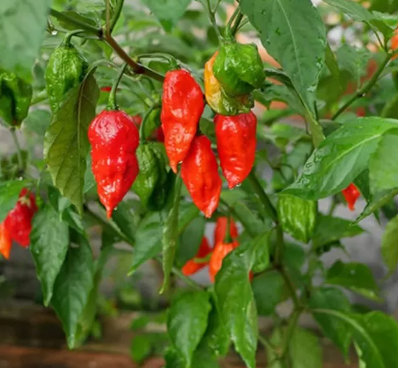 Chậu cây giống ớt Trung Đoàn siêu cay số 1 Việt Nam