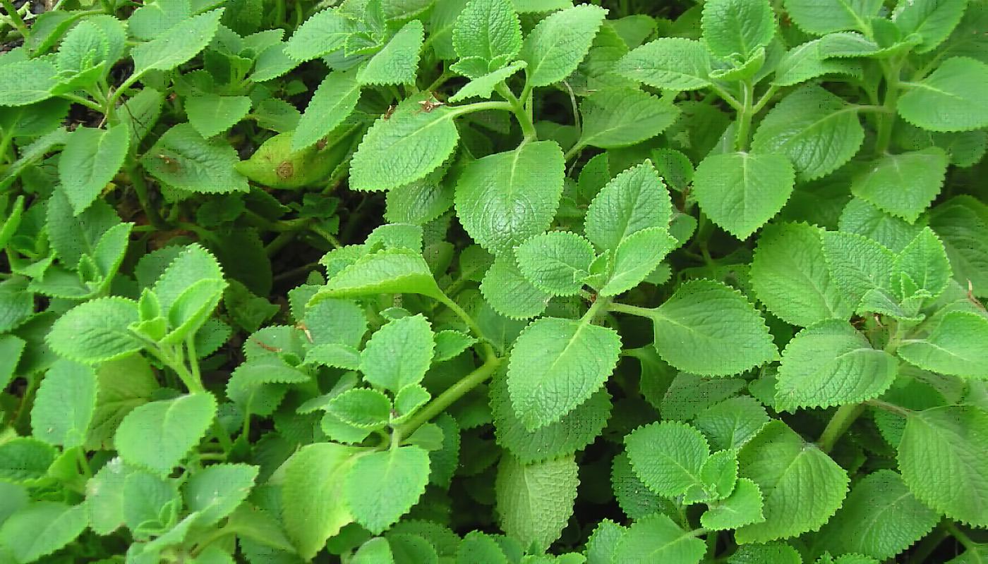 Hạt giống rau húng chanh gói 0,1 gram